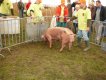 Sertéstenyésztés - Pietrain x duroc tenyészállat Sertéstenyésztés - Pietrain x duroc tenyészállat